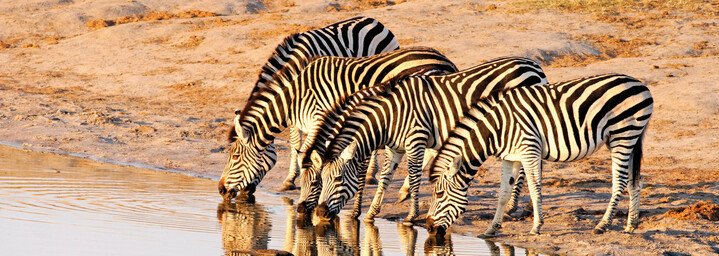 Zebras am Wasserloch im Hwange Nationalpark, Simbabwe