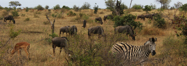 Reisebericht Südafrika - Tiere im Krüger Nationalpark