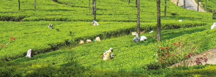 Sri Lanka - Teepflückerinnen
