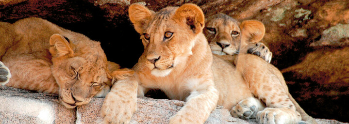 Löwenkinder im Krüger Nationalpark