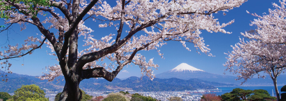 Fuji Vulkan mit Kirschbaum und Landschaft