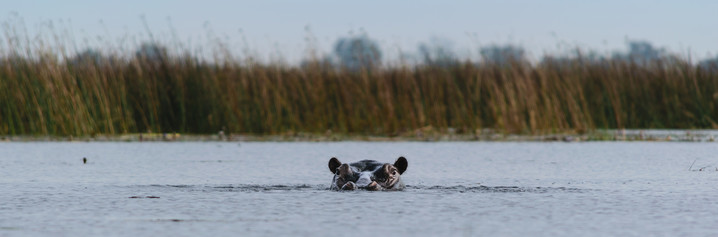 Okavango Delta Safari - Flusspferd im Okavango Delta