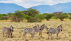 Tierparadies Kenia