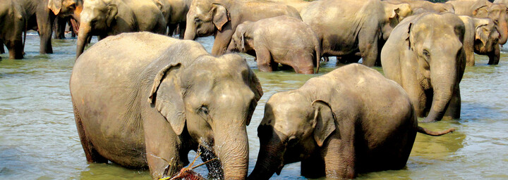 Gruppe von Elefanten Sri Lanka