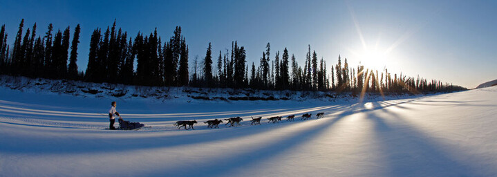 Schlittenhunderennen in Iditarod