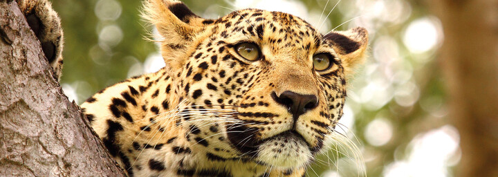 Leopard im Krüger Nationalpark