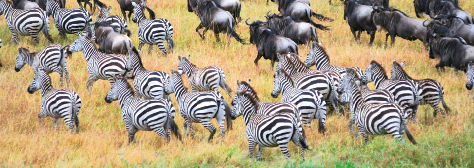 Zebra- und Büffelherde im Serengeti Nationalpark