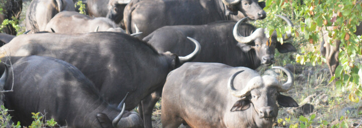 Büffelherde im Krüger Nationalpark - Südliches Afrika Reisebericht