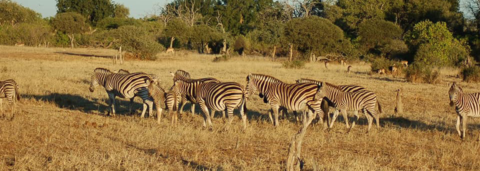 Reisebericht Südafrika: Zebras im Mashatu Game Reserve