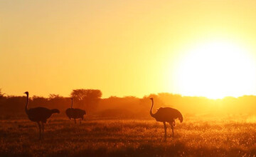 Sonnenuntergang im Khama Rhino Sanctuary - Botswana Reisebericht