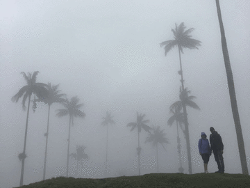 Nebelwald und Wachspalmen im Cocora Tal