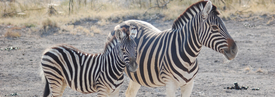 Reisebericht Namibia: Zebras im Etosha Nationalpark