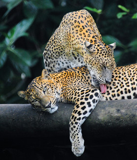 Leoparden Sri Lanka
