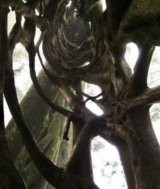 Costa Rica Reisebericht - Strangler Hollow Fig Tree