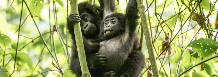 Berggorillas in Uganda