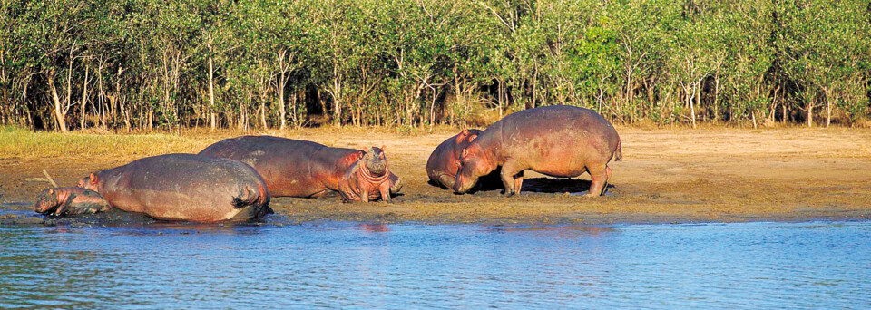 Nilpferde im iSimangaliso Wetland Park