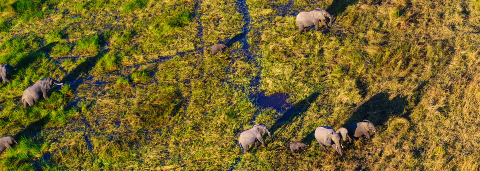 Okavango Delta und Elefanten aus der Vogelperspektive
