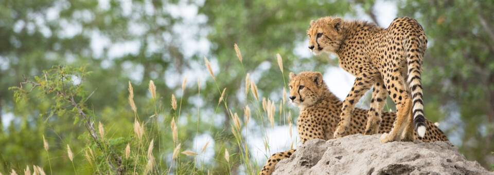 Geparden im Krüger Nationalpark