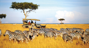 Zebraherde Kenia
