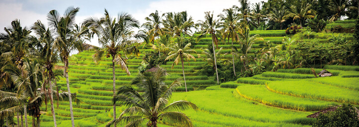 Reisfelder auf Bali