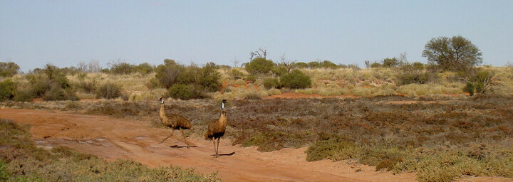 Emus - Canning Stock Route