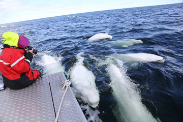 Walbeobachtung vom Boot aus
