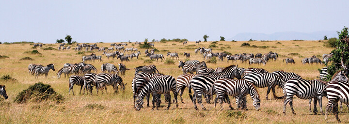 Zebras im Masai Mara