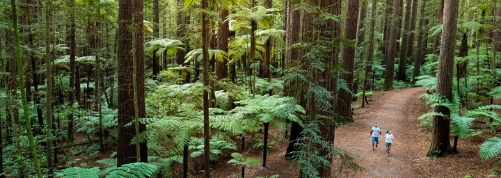 The Redwoods Rotorua