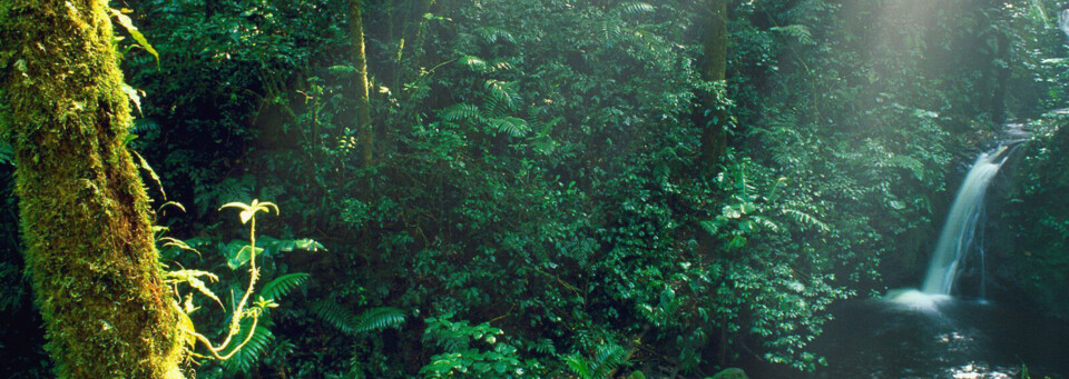 Wasserfall im Monteverde Nationalpark