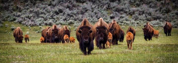 Bisons - Yellowstone Nationalpark