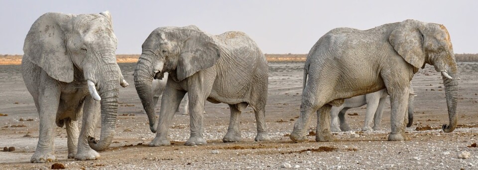 Namibia - Wüsten-Elefanten
