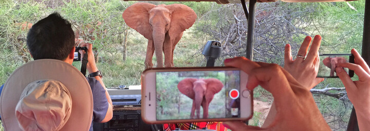 Safari im Krüger Nationalpark mit Elefant
