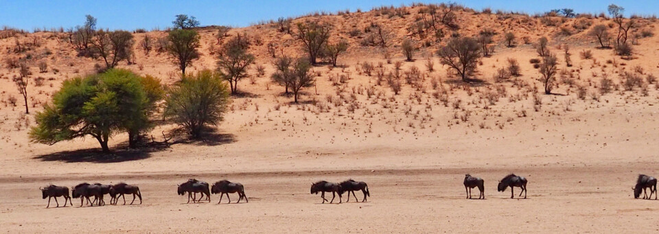 Reisebericht Namibia - Gnus im Kgalagadi-Transfrontier-Nationalpark