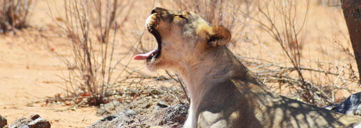 Löwin im Etosha Nationalpark