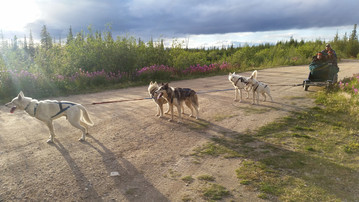 Hundeschlittentour durch die Tundra