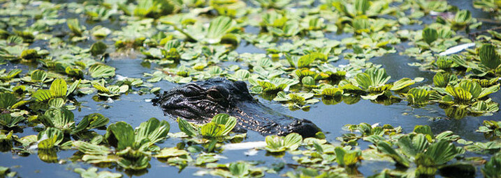 Alligator - Everglades