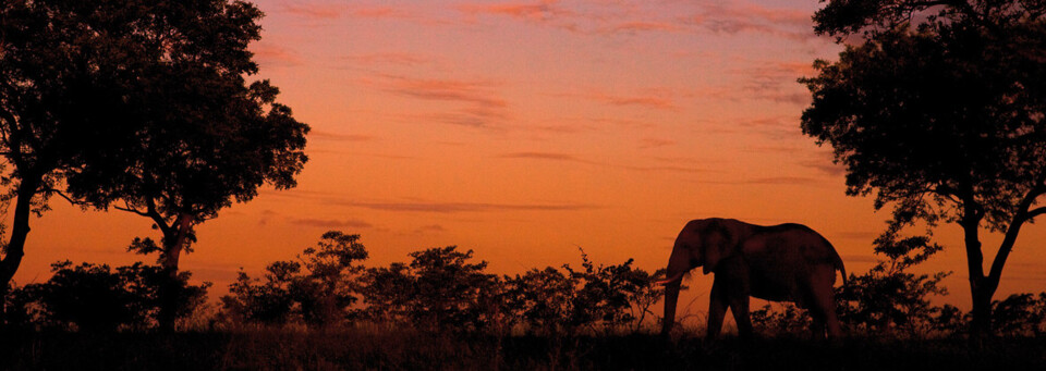 Elefant in der Abenddämmerung