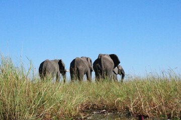 Elefanten im Okavango Delta - Botswana Reisebericht