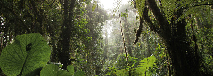 Monteverde Nebelwald