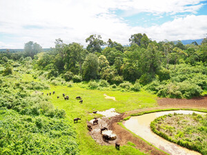Büffelherde im Mount Kenya National Park