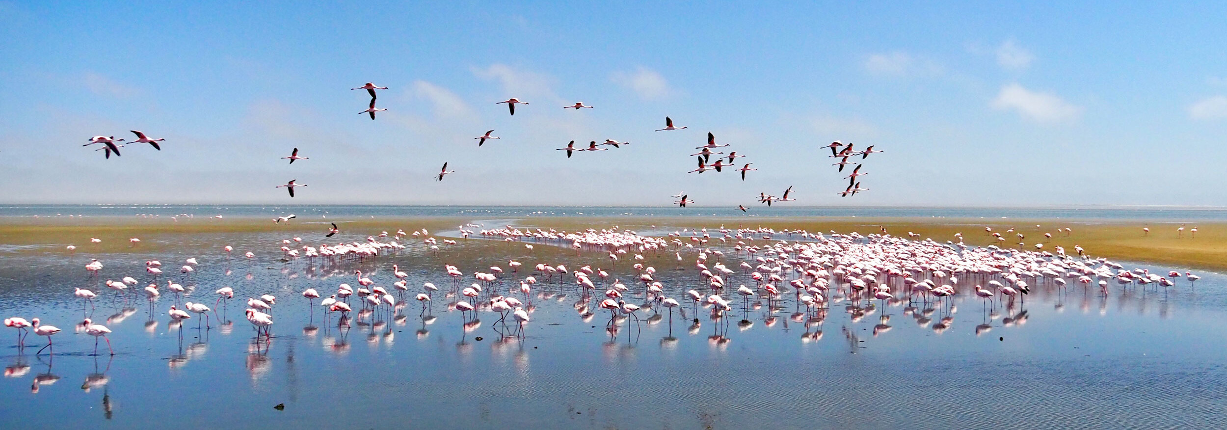 Namibia Reisebericht: Flamingos