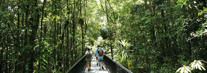 Erkundungen im Regenwald im Daintree Nationalpark