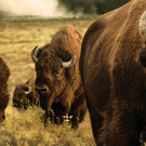 Yellowstone Wildlife Erlebnis