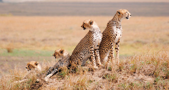 Leoparden Serengeti Nationalpark Tansania