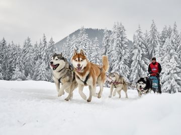 Husky-Tour in finnisch Lappland