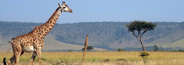 Giraffe - Masai Mara