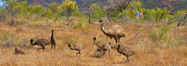 Emus im Flinders Nationalpark