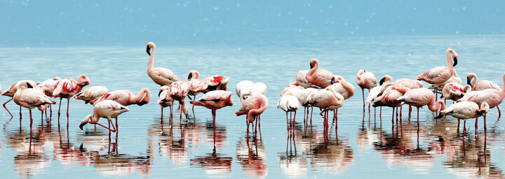 Flamingos im Lake Nakuru Nationalpark