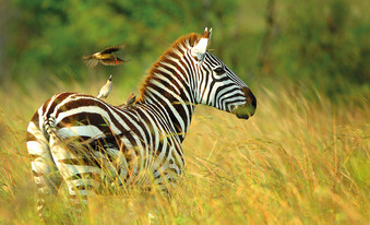 Zebra und Vögel im Selous Wildreservat Tansania