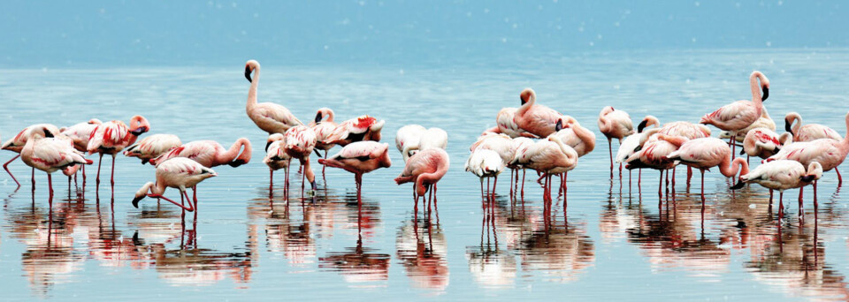 Flamingos im Lake Nakuru, Kenia